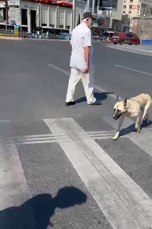 Sokak köpeği, trafik kurallarına uydu